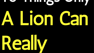 10 Things Only A Lion Can Really Understand
