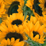 The Best Flower For Your Zodiac Sign