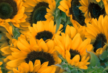 Which Flowers Suit You According To Your Sign