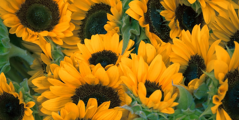 The Best Flower For Your Zodiac Sign