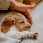 Which Domestic Animal Are You,