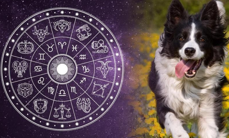 Astro which dog to choose for your zodiac sign