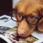 3 Zodiac Signs That Share The Strongest Bonds With Animals