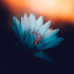 Love Horoscope For The Week Of November 20-26. Magic For Taurus