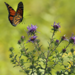 Horoscope For Mid Year 2025 For Each Zodiac. Who Will Be Lucky?