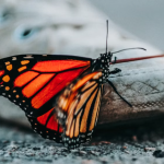 Horoscope For Thursday, January 1, 2026