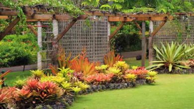 Best Outdoor Plant for Each Zodiac Sign