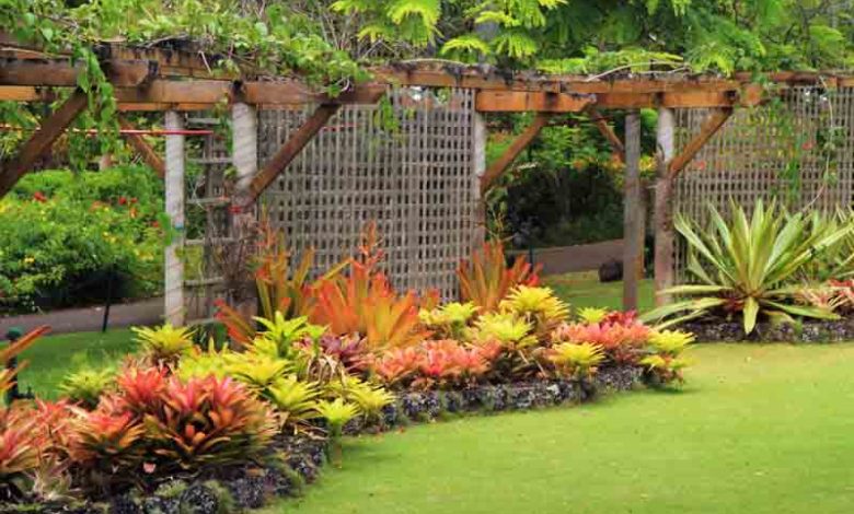 Best Outdoor Plant for Each Zodiac Sign