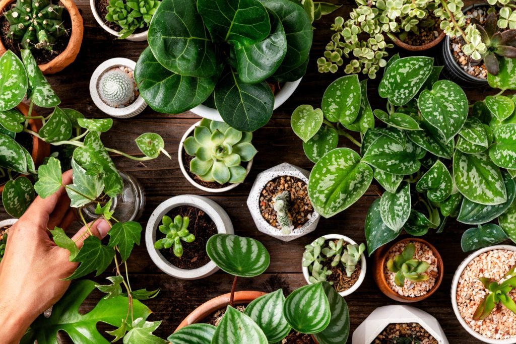 The Best Outdoor Plants for Each Zodiac Sign