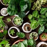 The Best Outdoor Plants for Each Zodiac Sign