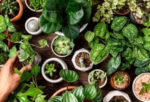 The Best Outdoor Plants for Each Zodiac Sign