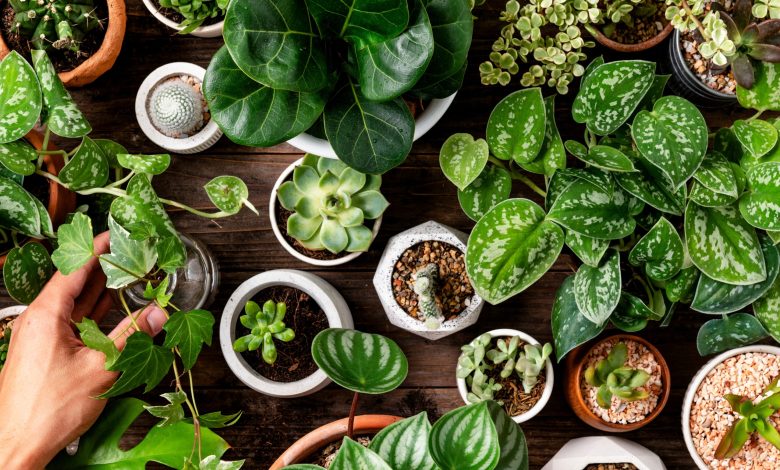 The Best Outdoor Plants for Each Zodiac Sign
